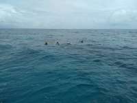 Great day of scuba diving in Key Largo with Rainbow Reef on french reef tropical odyssey 2017 06 03 r4306 1