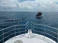 Great day of scuba diving in Key Largo with Rainbow Reef on eagle ray alley tropical legend 2017 03 12 r3955 1