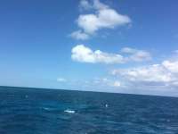 Great day of scuba diving in Key Largo with Rainbow Reef on french reef tropical odyssey 2017 03 18 r3989 1