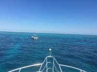 Great day of scuba diving in Key Largo with Rainbow Reef on molasses reef tropical adventure 2017 03 22 r4013 1