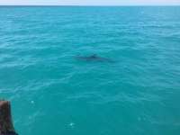 Great day of scuba diving in Key Largo with Rainbow Reef on molasses reef tropical odyssey 2017 03 16 r3974 1