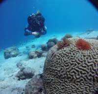 Great day of scuba diving in Key Largo with Rainbow Reef on eagle ray alley tropical legend 2017 05 03 r4162 1