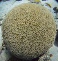 Great day of scuba diving in Key Largo with Rainbow Reef on eagle ray alley tropical legend 2017 05 14 r4216 1