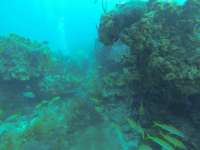 Great day of scuba diving in Key Largo with Rainbow Reef on fire coral cave tropical odyssey 2017 05 19 r4229 1