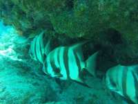 Great day of scuba diving in Key Largo with Rainbow Reef on french reef tropical legend 2017 05 16 r4224 1
