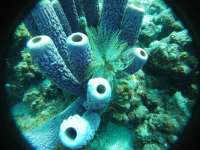 Great day of scuba diving in Key Largo with Rainbow Reef on molasses reef tropical odyssey 2017 05 01 r4155 1