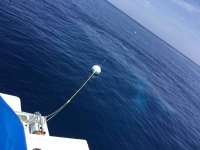 Great day of scuba diving in Key Largo with Rainbow Reef on spiegel grove tropical adventure 2017 05 15 r4222 1