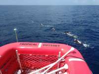Great day of scuba diving in Key Largo with Rainbow Reef on spiegel grove tropical odyssey 2017 05 29 r4282 1