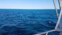 Great day of scuba diving in Key Largo with Rainbow Reef on eagle ray alley tropical legend 2017 11 02 r4890 1