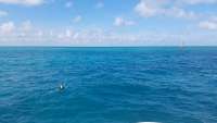 Great day of scuba diving in Key Largo with Rainbow Reef on fire coral cave tropical adventure 2017 11 09 r4941 1