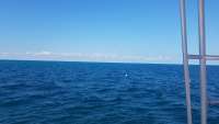 Great day of scuba diving in Key Largo with Rainbow Reef on french reef tropical legend 2017 11 24 r5028 1