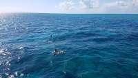 Great day of scuba diving in Key Largo with Rainbow Reef on pickle barrel wreck tropical legend 2017 11 04 r4907 1