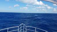 Great day of scuba diving in Key Largo with Rainbow Reef on spiegel grove tropical odyssey 2017 11 17 r4979 1