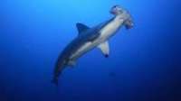 Great day of scuba diving in Key Largo with Rainbow Reef on spiegel grove tropical odyssey 2017 11 18 r4985 1