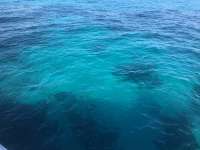 Great day of scuba diving in Key Largo with Rainbow Reef on the horseshoe tropical odyssey 2017 11 21 r5009 1