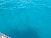 Great day of scuba diving in Key Largo with Rainbow Reef on crf nursery tropical voyager 2017 10 15 r4821 1