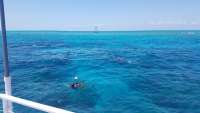 Great day of scuba diving in Key Largo with Rainbow Reef on eagle ray alley tropical adventure 2018 04 13 r5799 1