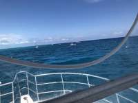 Great day of scuba diving in Key Largo with Rainbow Reef on fire coral cave tropical legend 2018 04 05 r5754 1