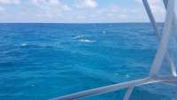 Great day of scuba diving in Key Largo with Rainbow Reef on french reef tropical odyssey 2018 04 07 r5765 1