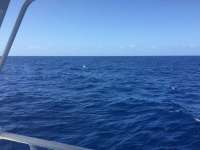 Great day of scuba diving in Key Largo with Rainbow Reef on uscgc duane tropical odyssey 2018 04 13 r5798 1