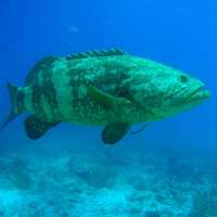 Great day of scuba diving in Key Largo with Rainbow Reef on benwood wreck tropical legend 2018 08 07 r6773 1