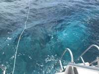 Great day of scuba diving in Key Largo with Rainbow Reef on christ statue tropical odyssey 2018 08 06 r6761 1