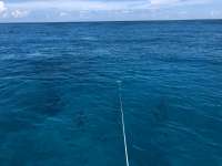 Great day of scuba diving in Key Largo with Rainbow Reef on crf nursery tropical legend 2018 08 22 r6909 2