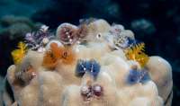 Great day of scuba diving in Key Largo with Rainbow Reef on eagle ray alley santana 2018 08 12 r6814 1