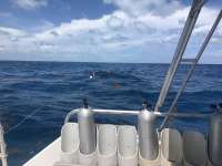 Great day of scuba diving in Key Largo with Rainbow Reef on fire coral cave santana 2018 08 30 r6959 1