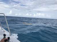 Great day of scuba diving in Key Largo with Rainbow Reef on french reef tropical adventure 2018 08 03 r6722 1