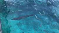 Great day of scuba diving in Key Largo with Rainbow Reef on hole in the wall tropical serenity 2018 08 09 r6786 1