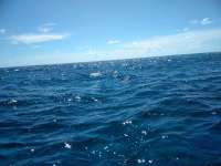Great day of scuba diving in Key Largo with Rainbow Reef on molasses reef tropical explorer 2018 08 26 r6942 1