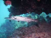 Great day of scuba diving in Key Largo with Rainbow Reef on molasses reef tropical odyssey 2018 08 22 r7202 1