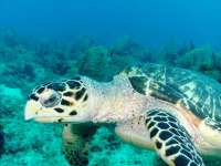 Great day of scuba diving in Key Largo with Rainbow Reef on permit ledges tropical odyssey 2018 08 23 r7203 1