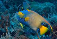 Great day of scuba diving in Key Largo with Rainbow Reef on sand island tropical voyager 2018 08 19 r6887 2