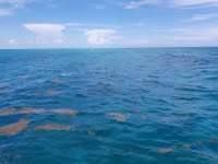 Great day of scuba diving in Key Largo with Rainbow Reef on snapper ledge tropical adventure 2018 08 17 r6864 1
