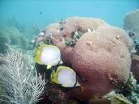 Great day of scuba diving in Key Largo with Rainbow Reef on snapper ledge tropical serenity 2018 08 12 r7200 1