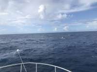 Great day of scuba diving in Key Largo with Rainbow Reef on spiegel grove tropical destiny 2018 08 04 r6732 1