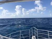 Great day of scuba diving in Key Largo with Rainbow Reef on spiegel grove tropical odyssey 2018 08 02 r6710 1