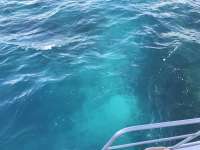 Great day of scuba diving in Key Largo with Rainbow Reef on eagle ray alley tropical adventure 2018 12 29 r7664 1