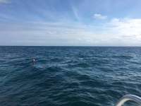 Great day of scuba diving in Key Largo with Rainbow Reef on eagle ray alley tropical destiny 2018 12 10 r7590 1