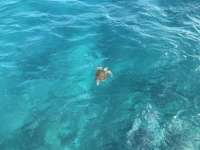 Great day of scuba diving in Key Largo with Rainbow Reef on eagle ray alley tropical serenity 2018 12 22 r7638 1