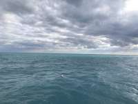 Great day of scuba diving in Key Largo with Rainbow Reef on uscgc duane tropical adventure 2018 12 24 r7650 1