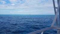 Great day of scuba diving in Key Largo with Rainbow Reef on eagle ray alley tropical legend 2018 02 02 r5358 1