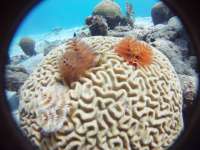 Great day of scuba diving in Key Largo with Rainbow Reef on molasses reef tropical legend 2018 02 28 r5479 1