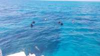 Great day of scuba diving in Key Largo with Rainbow Reef on spanish anchor tropical adventure 2018 02 28 r5478 1
