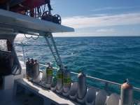 Great day of scuba diving in Key Largo with Rainbow Reef on benwood wreck tropical odyssey 2018 01 11 r5285 1