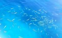 Great day of scuba diving in Key Largo with Rainbow Reef on city of washington tropical legend 2018 01 01 r5241 1
