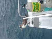 Great day of scuba diving in Key Largo with Rainbow Reef on drift molasses tropical explorer 2018 01 24 r5341 1
