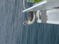 Great day of scuba diving in Key Largo with Rainbow Reef on drift molasses tropical explorer 2018 01 24 r5341 2